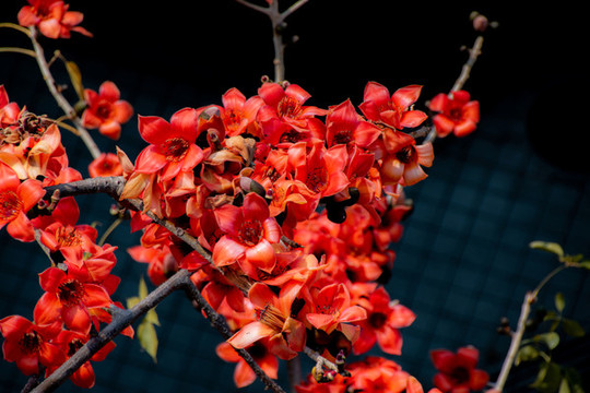 木棉花