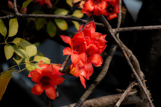 木棉花