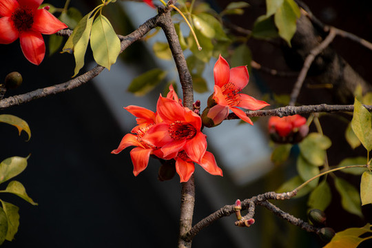 木棉花