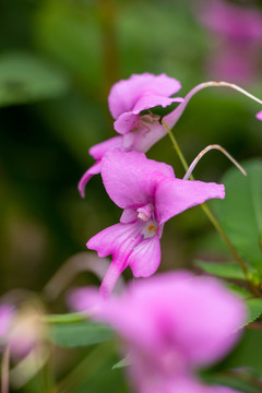鳳仙花