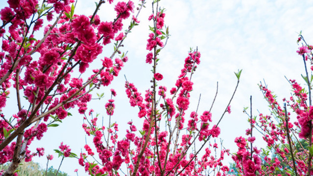 一樹桃花