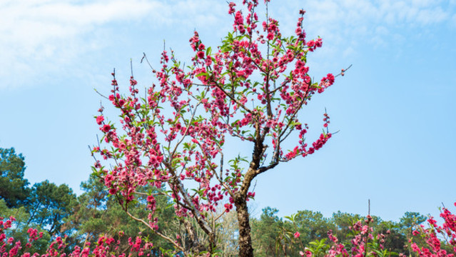 一樹(shù)桃花
