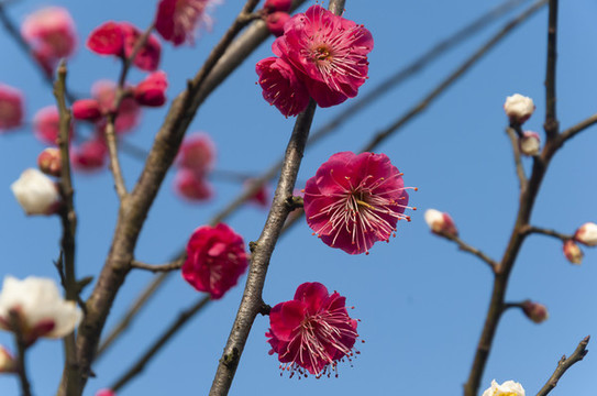 花卉紅梅花兒朵朵開