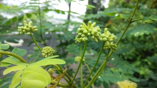 合歡