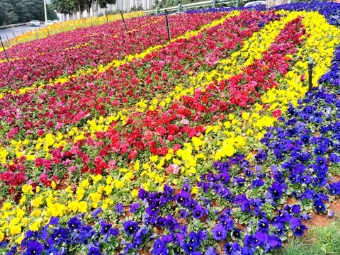 綠化帶花卉