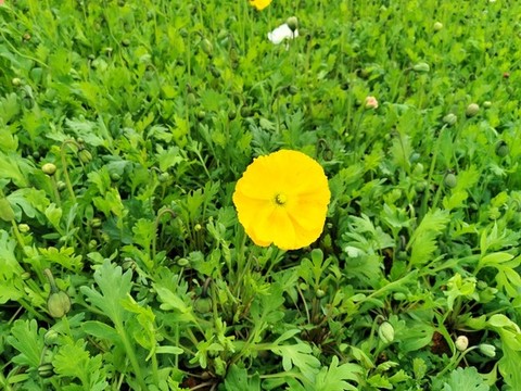綠化帶虞美人