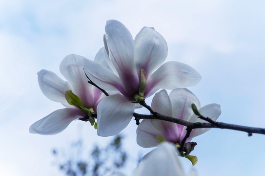 公園里春天盛開的玉蘭花