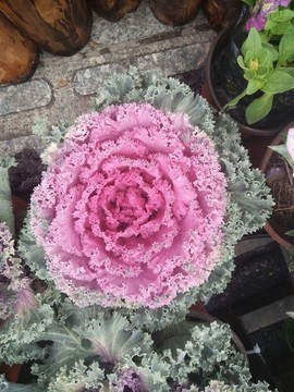 紫椰菜花