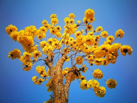 黃花風(fēng)鈴木