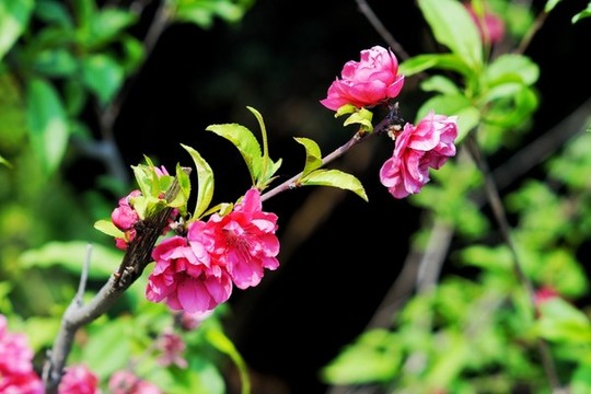 桃花