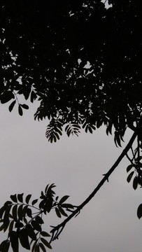 黑白枝葉