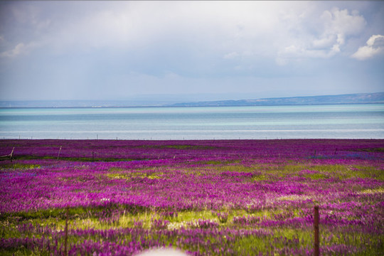青海湖花海