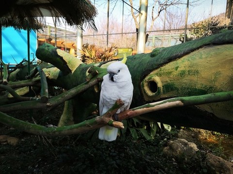 葵花鳳頭鸚鵡