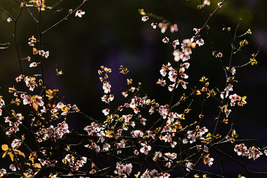 西湖櫻花