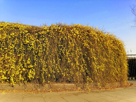 迎春花