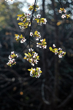 李花