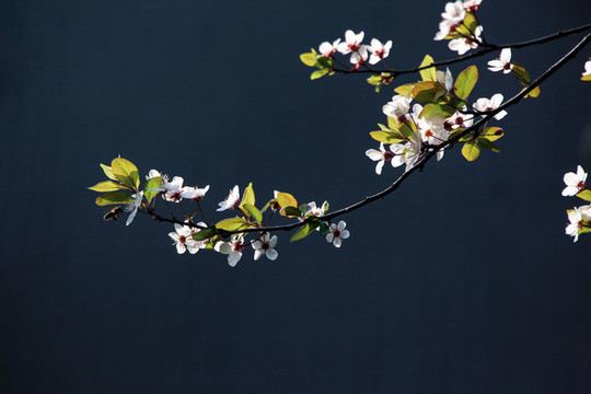 李花