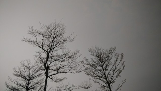黑白枝葉