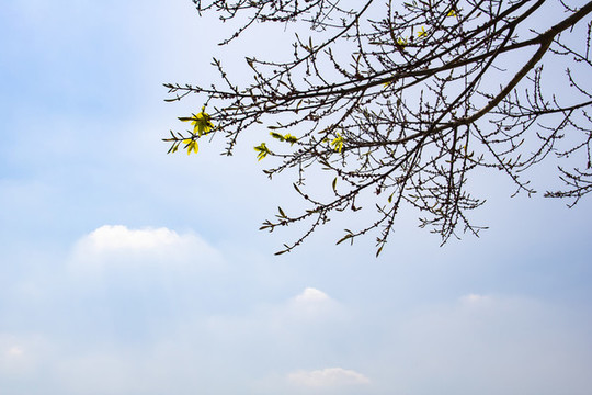 樹與天空