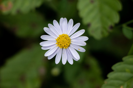 馬蘭花