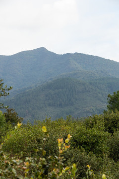 森林山峰
