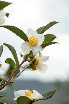 茶花茶樹