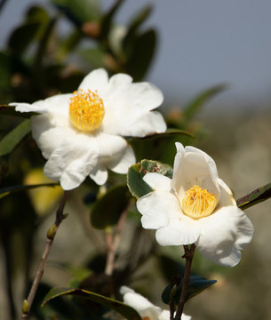 茶花茶樹(shù)