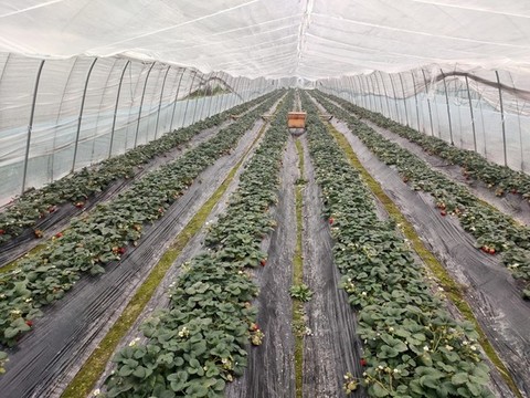 草莓種植基地