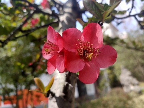 桃花