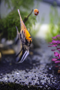 觀賞神仙魚(yú)