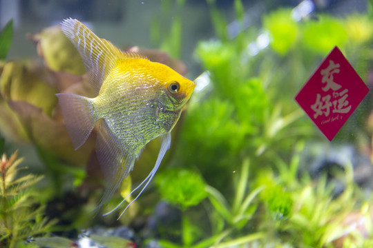觀賞神仙魚