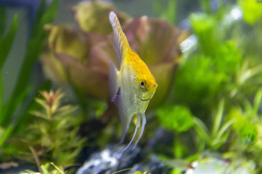 觀賞魚攝影
