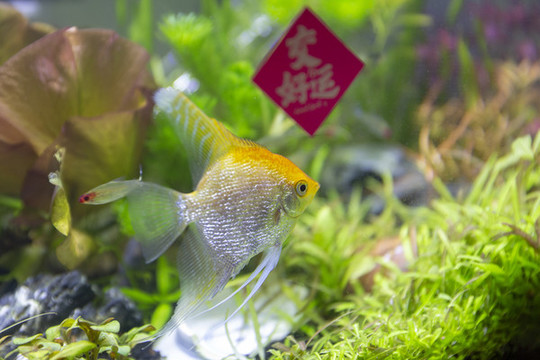 觀賞魚攝影