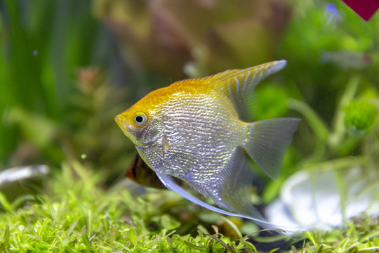 觀賞魚攝影