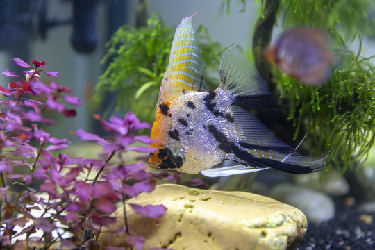 觀賞魚攝影