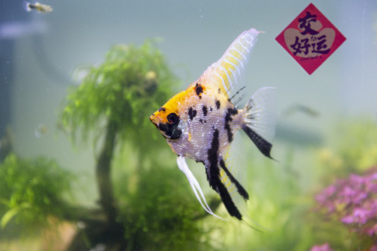 觀賞魚攝影
