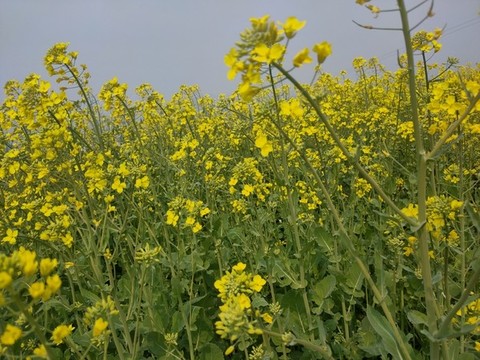 油菜花