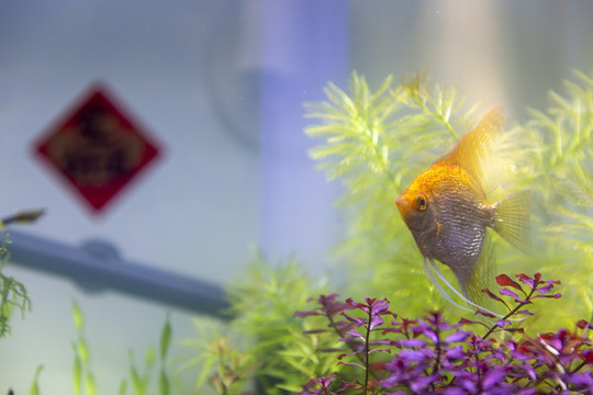 觀賞魚