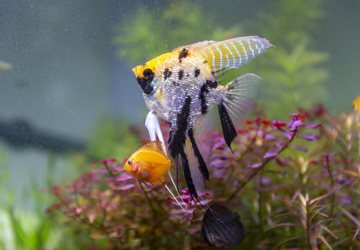 觀賞魚
