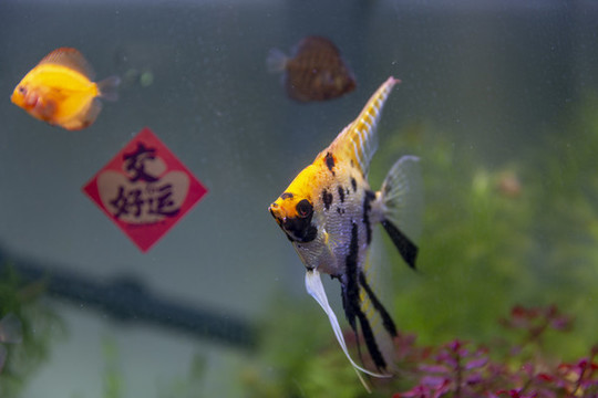 熱帶神仙魚