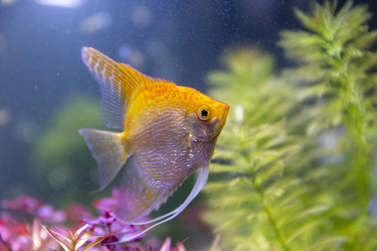 熱帶神仙魚