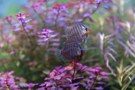熱帶神仙魚