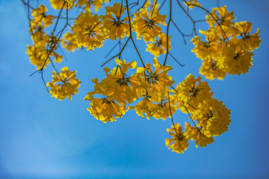 黃花風(fēng)鈴木