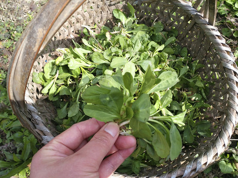 鮮菜馬蘭頭