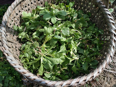 野菜一籮筐
