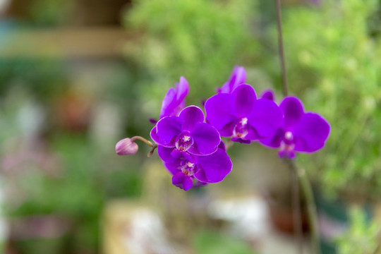 鮮花花卉
