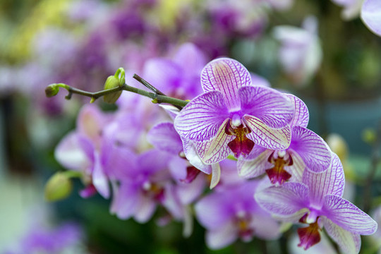 鮮花花卉