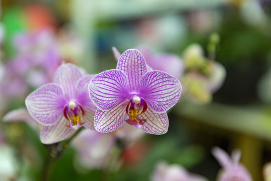 鮮花花卉