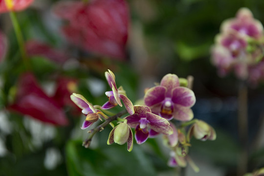鮮花花卉