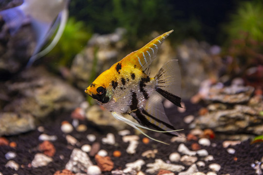 觀賞魚(yú)